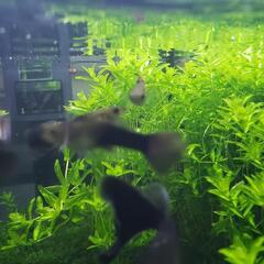  大好評　アクアリウム　お魚が喜ぶ水草