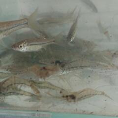 モエビ   無料 ③の画像