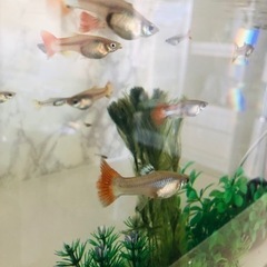 グッピー大切に育ててくださる方♪５匹