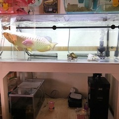 水槽セット