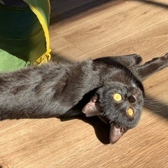 素敵な里親様のところに行くことになりました！