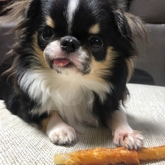 犬友募集