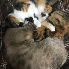 🧡三毛猫姉妹🧡生後4ヶ月の子猫 - 糟屋郡