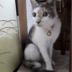 三毛猫　女の子