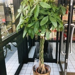 パキラ　10号程　170〜180センチほど有ります。鉢付き