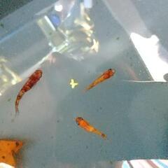 三色ラメメダカ他