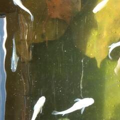 三色ラメメダカ他の画像