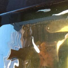 三色ラメメダカ他の画像