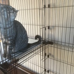 猫ゲージ　アイリスオーヤマ コンビネーションサークル 2段　ブラウン の画像