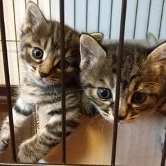 [決まりました]9月17日生まれの兄妹  里親様募集