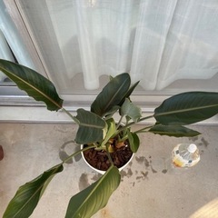 ［商談中］【無料】植物セット①の画像