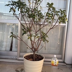 ［商談中］【無料】植物セット①