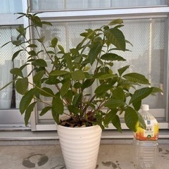 ［商談中］【無料】植物セット①の画像