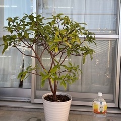 ［商談中］【無料】植物セット①の画像
