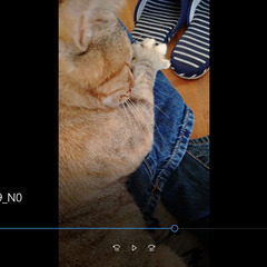 ★肩乗り猫ちゃん★一緒に寝てくれるかも！人懐っこいです♪