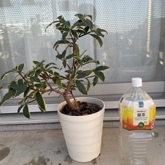 ［商談中］【無料】植物セット②