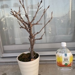 ［商談中］【無料】植物セット②の画像