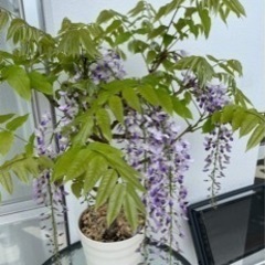 ［商談中］【無料】植物セット②の画像