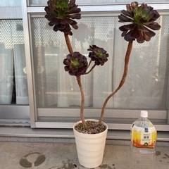 ［商談中］【無料】植物セット②の画像