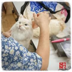 羊毛フェルト教室＊みるここフェルト大阪 南田辺教室の画像