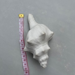 𓆉ハンドメイドシェル𓆉の画像