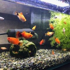 ★熱帯魚★ミッキーマウスプラティ稚魚の画像