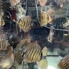終了です。ディスカス　ライン乱れのため安価