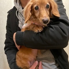 ミニチュアダックスフンド　ラブちゃん🐶