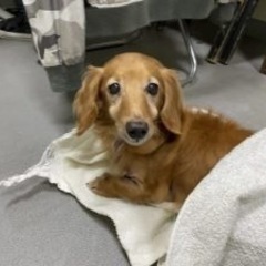 ミニチュアダックスフンド　ラブちゃん🐶 − 埼玉県