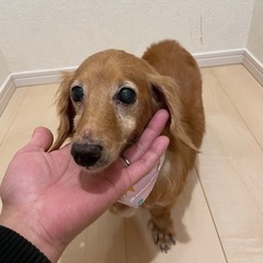ミニチュアダックスフンド　ラブちゃん🐶 - 川口市
