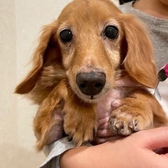 ミニチュアダックスフンド　ラブちゃん🐶 - 犬