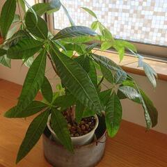パキラ元気いっぱい！観葉植物