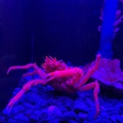スノボメンバー募集