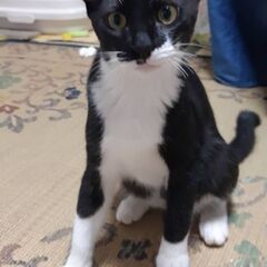 里親さん、決まりました。ありがとうございました。