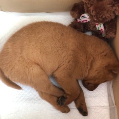 両親ともに甲斐犬です。の画像