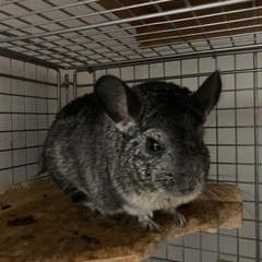 チンチラ　ご家族様決まりました