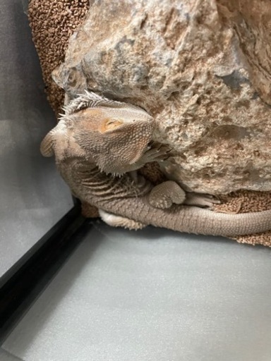 フトアゴヒゲトカゲ　飼育セット