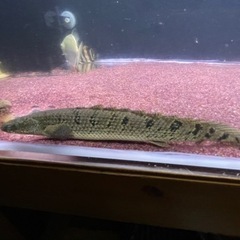 熱帯魚ポリプテルス