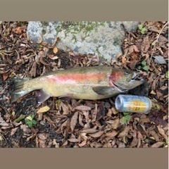 #マリンスポーツ#素潜り#銛メンズ#銛ガール#磯遊び#魚突き#神奈川#静岡#千葉 − 神奈川県