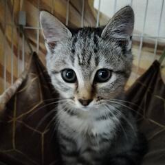 イケメンサバトラ君