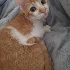 生後5ヶ月　仔猫里親募集