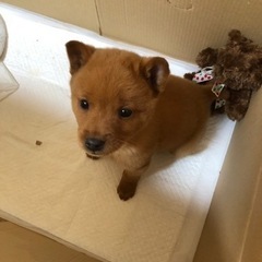 両親ともに甲斐犬です。 - 犬