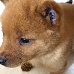 両親ともに甲斐犬です。 - 甲斐市