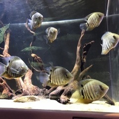 熱帯魚 セベラム 若魚8匹