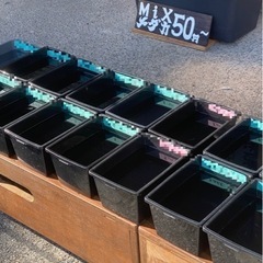 改良メダカ　販売中！ - 江戸川区