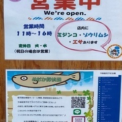 改良メダカ　販売中！ - ペット