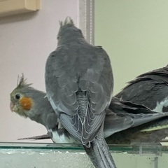 オカメインコの雛　里親募集