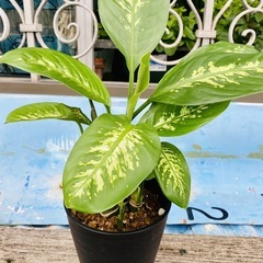 🌿観葉植物　ディフェンバキア　セグイネ　トロピックスノー④ 🌿の画像