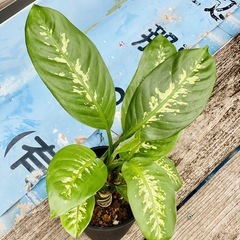 🌿観葉植物　ディフェンバキア　セグイネ　トロピックスノー④ 🌿の画像