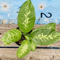 🌿観葉植物　ディフェンバキア　セグイネ　トロピックスノー④ 🌿の画像
